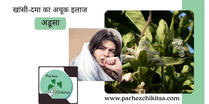 खांसी-दमा में वरदान है अडूसा, जानिए इसके फायदे